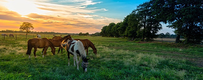 Horses in grass with trees