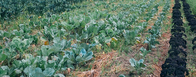 Soybean plants in straw