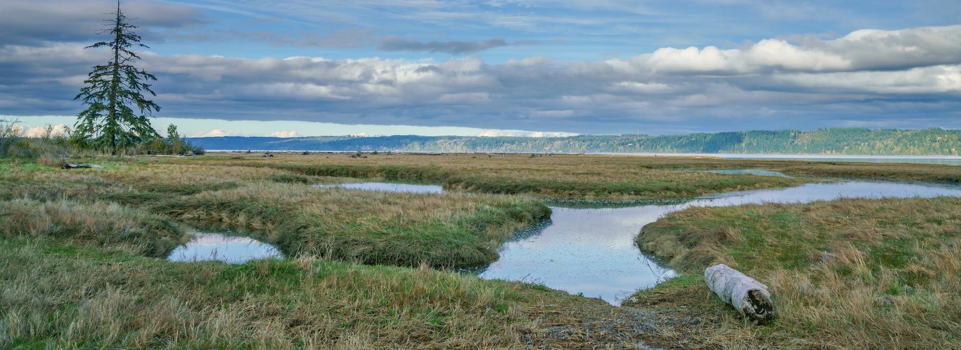 Wetlands in spring